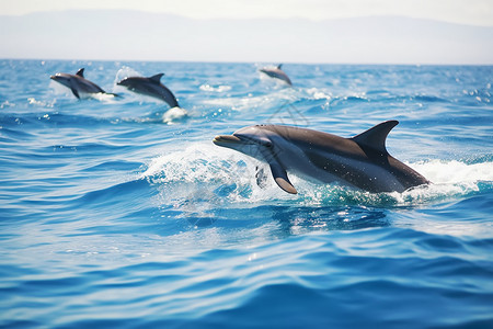 跳跃的海豚海豚跳跃高清图片