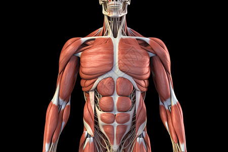 人体肌肉系统背景图片