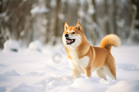 秋田犬捉迷藏雪地里的秋田犬背景