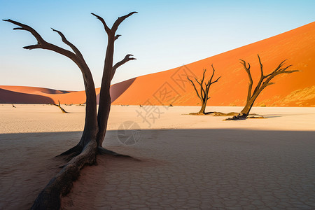 树木在沙漠里枯死背景