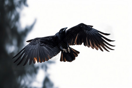 飞翔的乌鸦图片