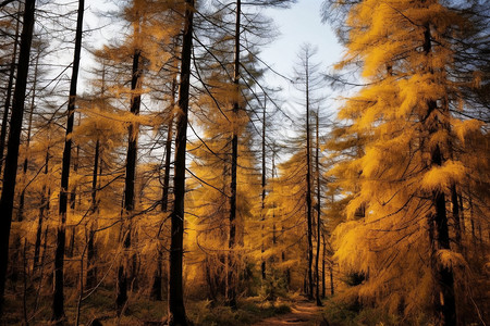 深秋枯黄的树木图片