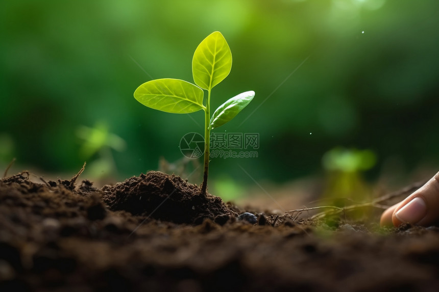 一棵幼苗在泥土中生长图片