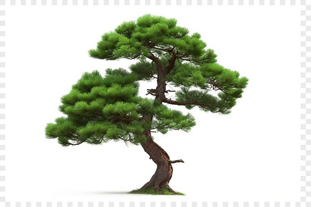 孤立的小松树图片