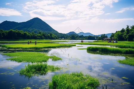 腾冲北海湿地背景