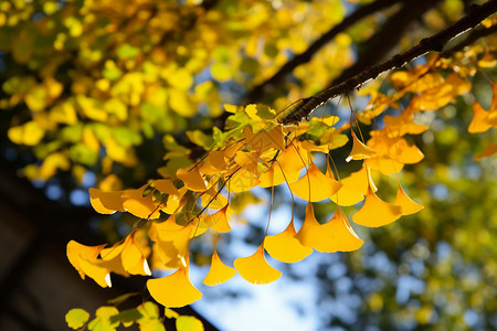 秋天黄色的银杏叶图片