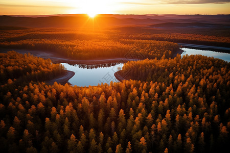 日落唯美的森林景观图片