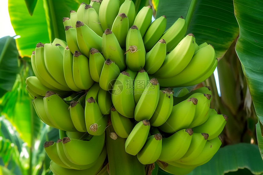 香蕉种植图片