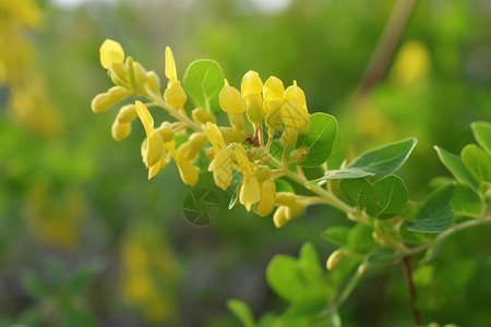 黄色植物背景图片