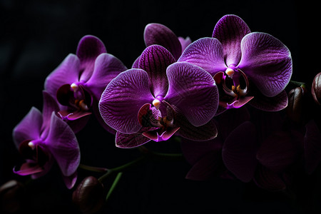 黑色背景下的紫色兰花图片