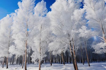 冬天人工林冰挂背景图片