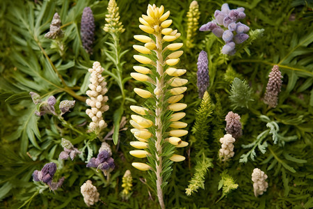 罕见的黄蓍属植物高清图片