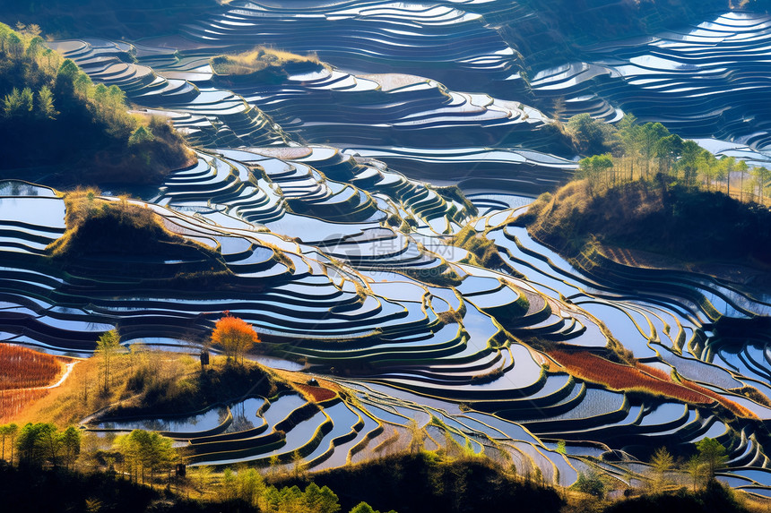 自然景观中的种植梯田图片