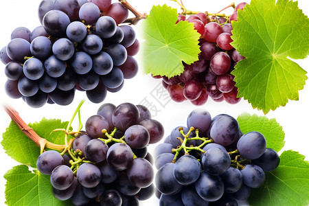 营养丰富的葡萄背景图片