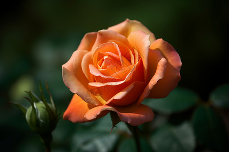 橙色唯美玫瑰花美丽的玫瑰背景