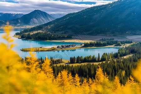 中国西部白桦林背景