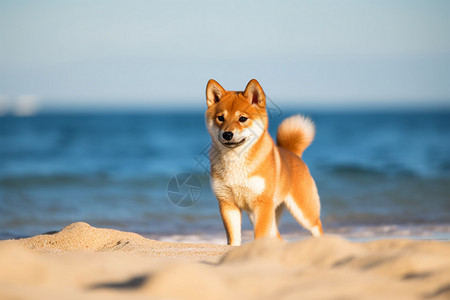 海边可爱的小狗背景图片