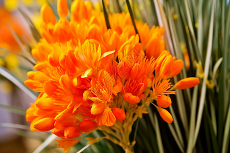 鲜艳的橙色花朵图片