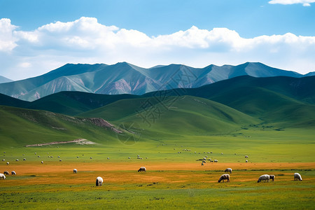 草原远山羊群背景