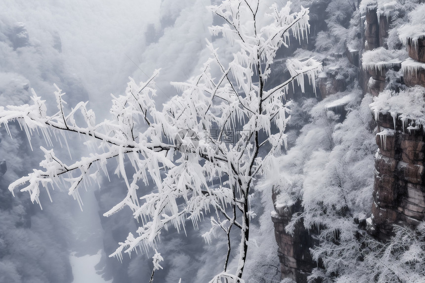 冬天高山树枝上的雪图片