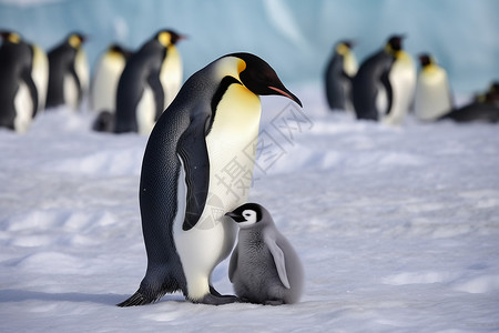 可爱的企鹅背景图片