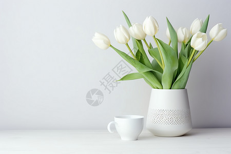 家中培育的白色郁金香背景图片