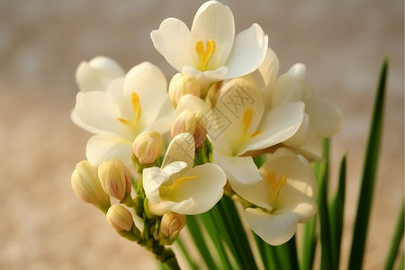 大自然盛开的小苍兰花朵高清图片素材