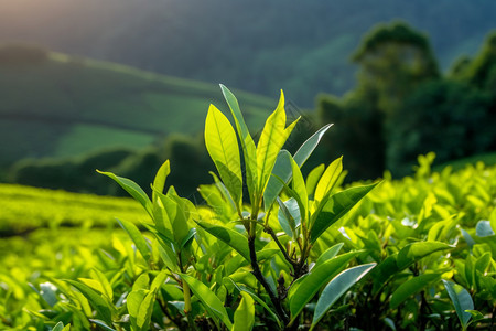 阳光下的种植茶园高清图片