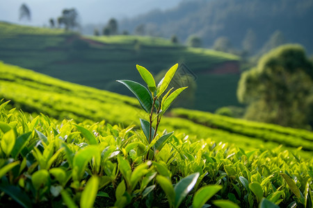 乡村的种植茶园背景图片