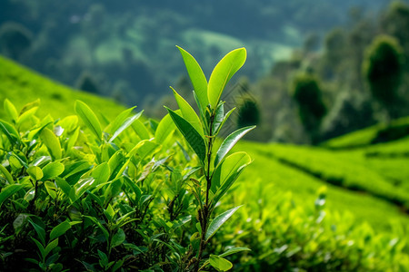 山间的种植茶园高清图片