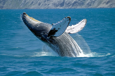 花海中的鲸海洋中的座头鲸背景