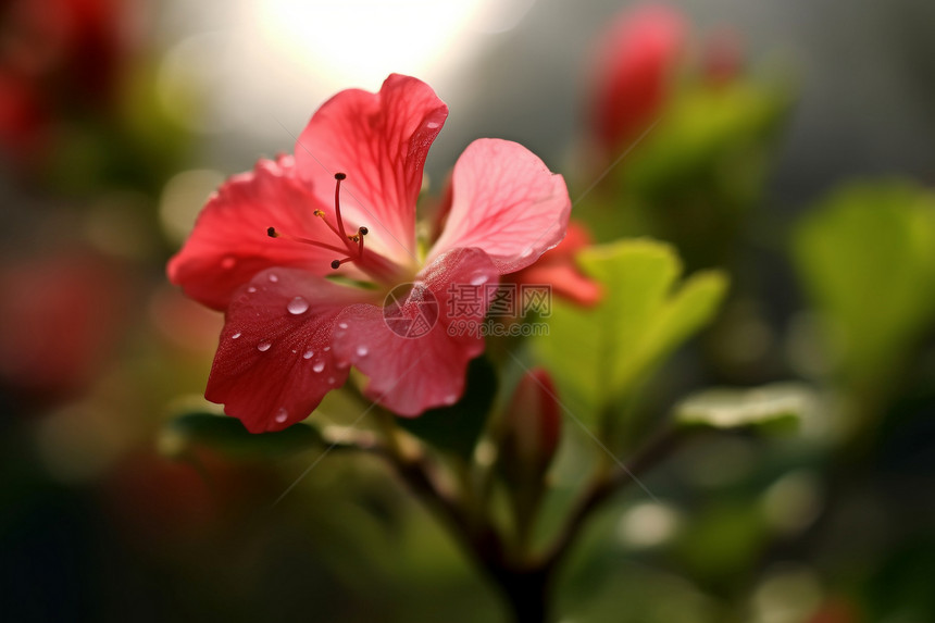 大雨过后绽放的花朵图片