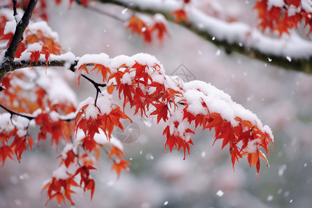 雪中的红叶雪和明亮枫树高清图片