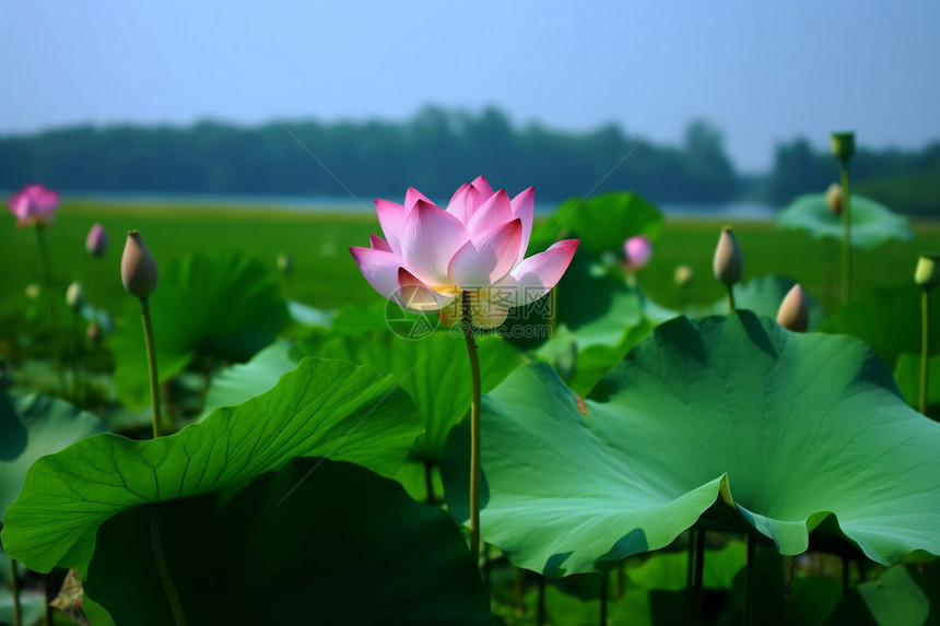 池塘里的荷花图片