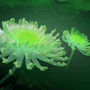 闪烁的水晶菊花背景图片