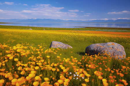 草原的花海风光图片