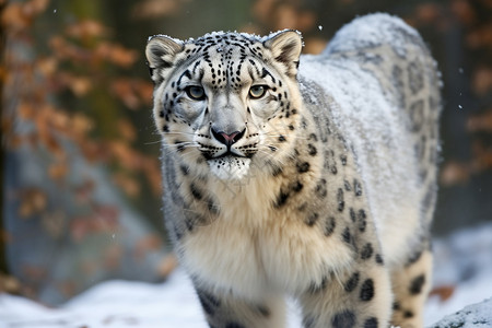 野外危险的雪豹背景图片