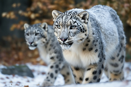 野外的雪豹濒危野生动物高清图片