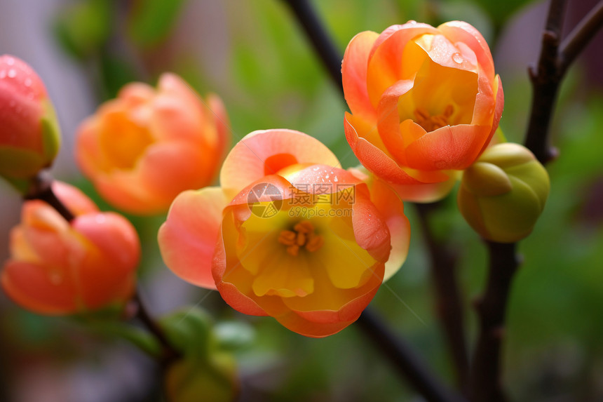 郁金香花蕊图片