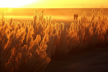 沙漠中种植的胡杨高清图片