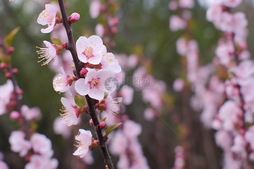美丽的桃花植物图片