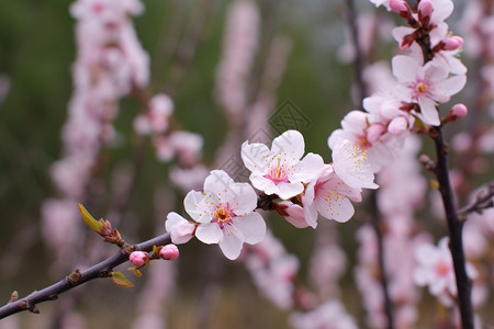 春天美丽的桃花背景图片
