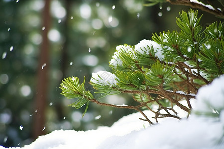 针叶松冬季针叶上的雪背景