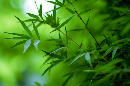 手绘翠绿竹林挺拔的竹节背景