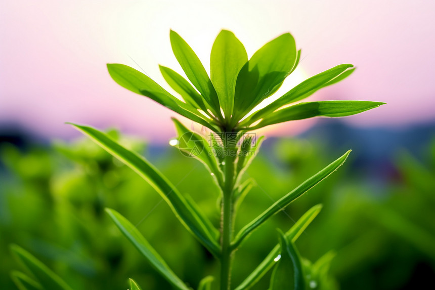 绿油油的植物图片