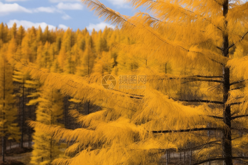 黄灿灿的森林图片