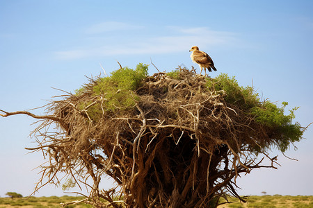 自然里的鸟巢图片