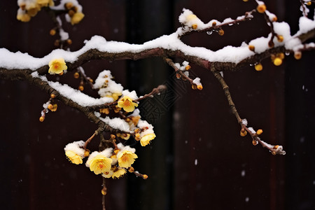 黄色的梅花冬天风景高清图片