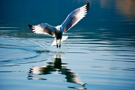 湖面上的鸟背景图片