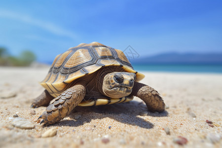 野生动物乌龟海滩上的乌龟背景